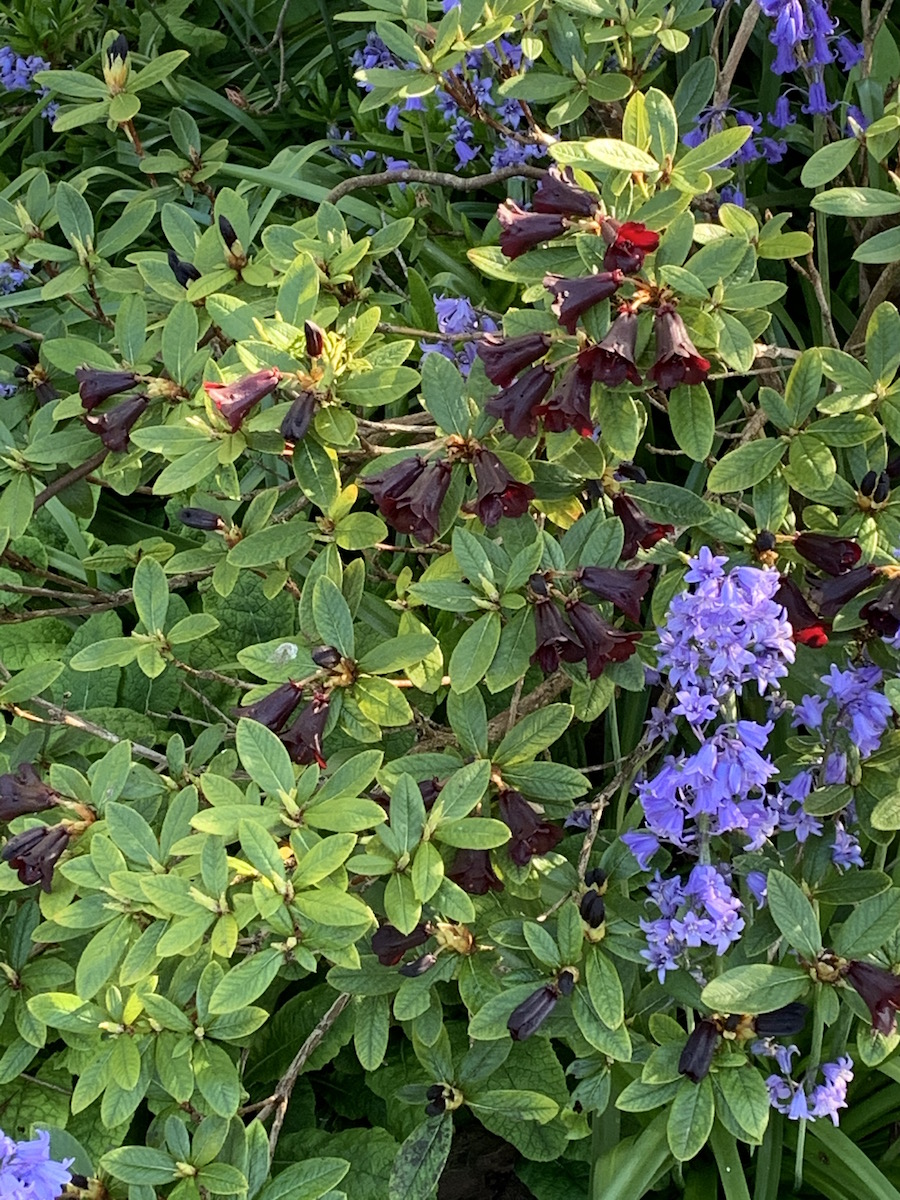 R. sanguineum var. didymum